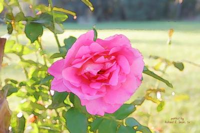 Painted Pink Rose
