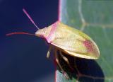 Southern Green Stink Bug ( Nezara viridula)