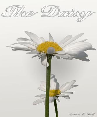 daisy_9091.jpg