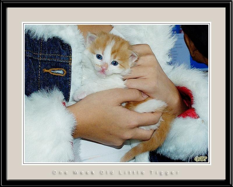One Week Old Little Tigger