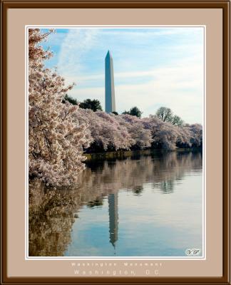 Cherry Blossom, Washington, D.C.