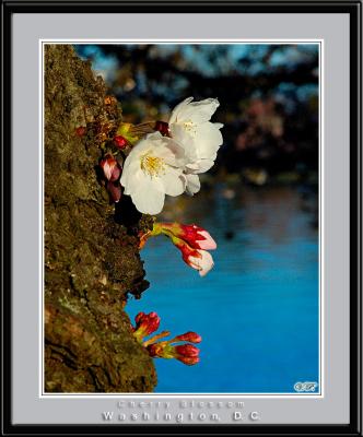 Cherry Blossom, Washington, D.C.