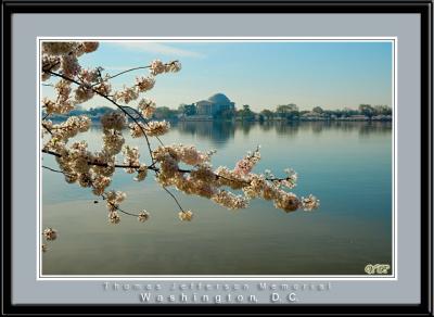 Cherry Blossom, Washington, D.C.