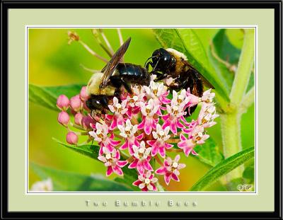 Two Bumble Bees