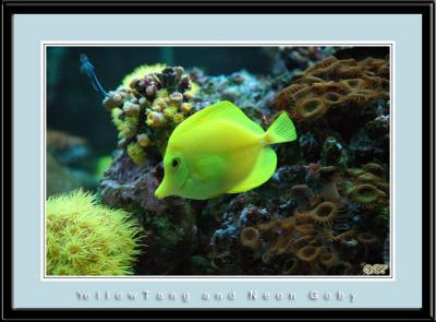 Yellow Tang and Neon Goby