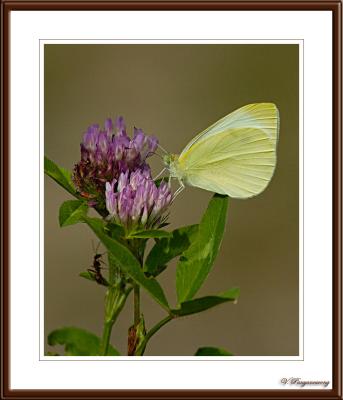 Cabbage White