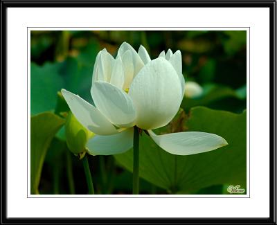 Lotus flower