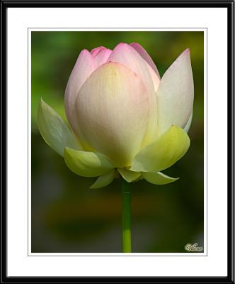 Lotus Flowers (2005 Old Images)