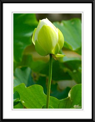 Lotus Flowers (2005 Old Images)