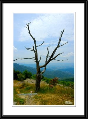 Shenandoah National Park, VA