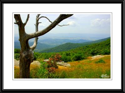 Shenandoah National Park, VA