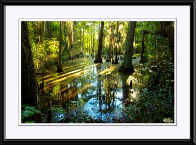 Bald Cypress Swamp, VA Beach.