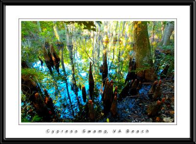 Bald Cypress Swamp, VA Beach.