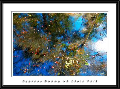 Cypress Swamp, VA State Park, VA Beach.