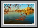 Cherry Blossom, Washington, D.C.