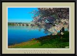 Cherry Blossom, Washington, D.C.