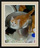 Kitten Soup Anyone?