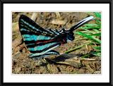 Zebra Swallowtail Butterfly