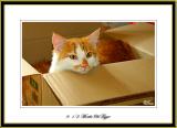 Cat in the box