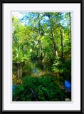 Bald Cypress Swamp, VA Beach.