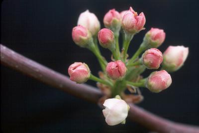 Dwarf Pear blossom