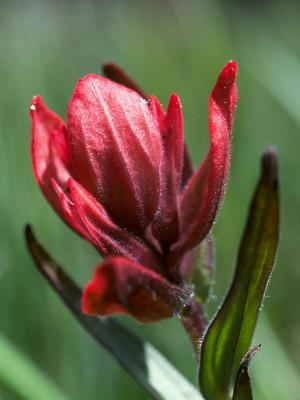 Indian Paintbrush