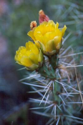 Prickly Pear Blossom