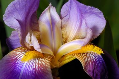 v3/08/561708/3/44191282.iris.jpg