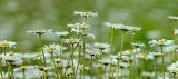 Wild Daisies