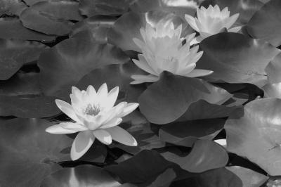 water lilies.jpg