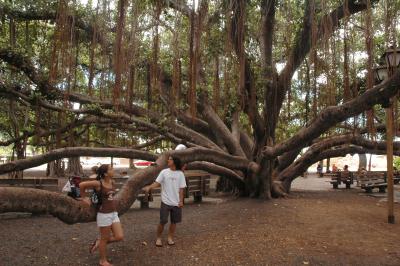 Banyan Tree Lahaina
