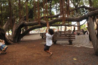 Banyan tree