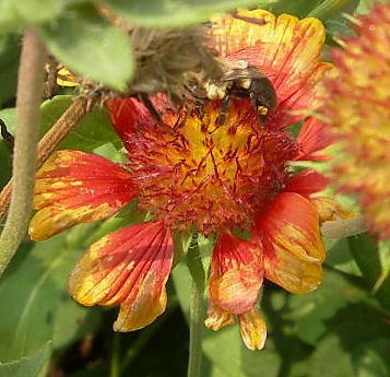 v3/08/573608/1/46751490.bee_flower.jpg