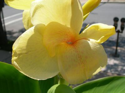 v3/08/573608/3/45954132.replace_macro_yellow_flower.jpg