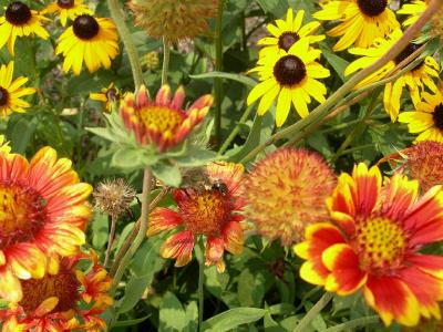 v3/08/573608/3/46725478.replace_gb_flowers.jpg