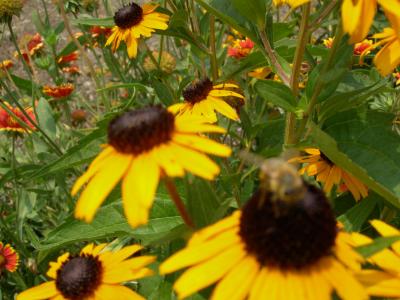 v3/08/573608/3/46725479.gbflowers2.jpg