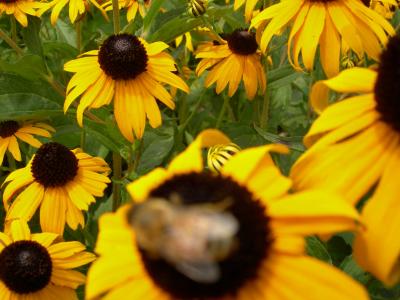 v3/08/573608/3/46725480.gbflowers3.jpg