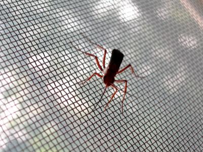 v3/08/573608/3/47276245.bug_macro.jpg