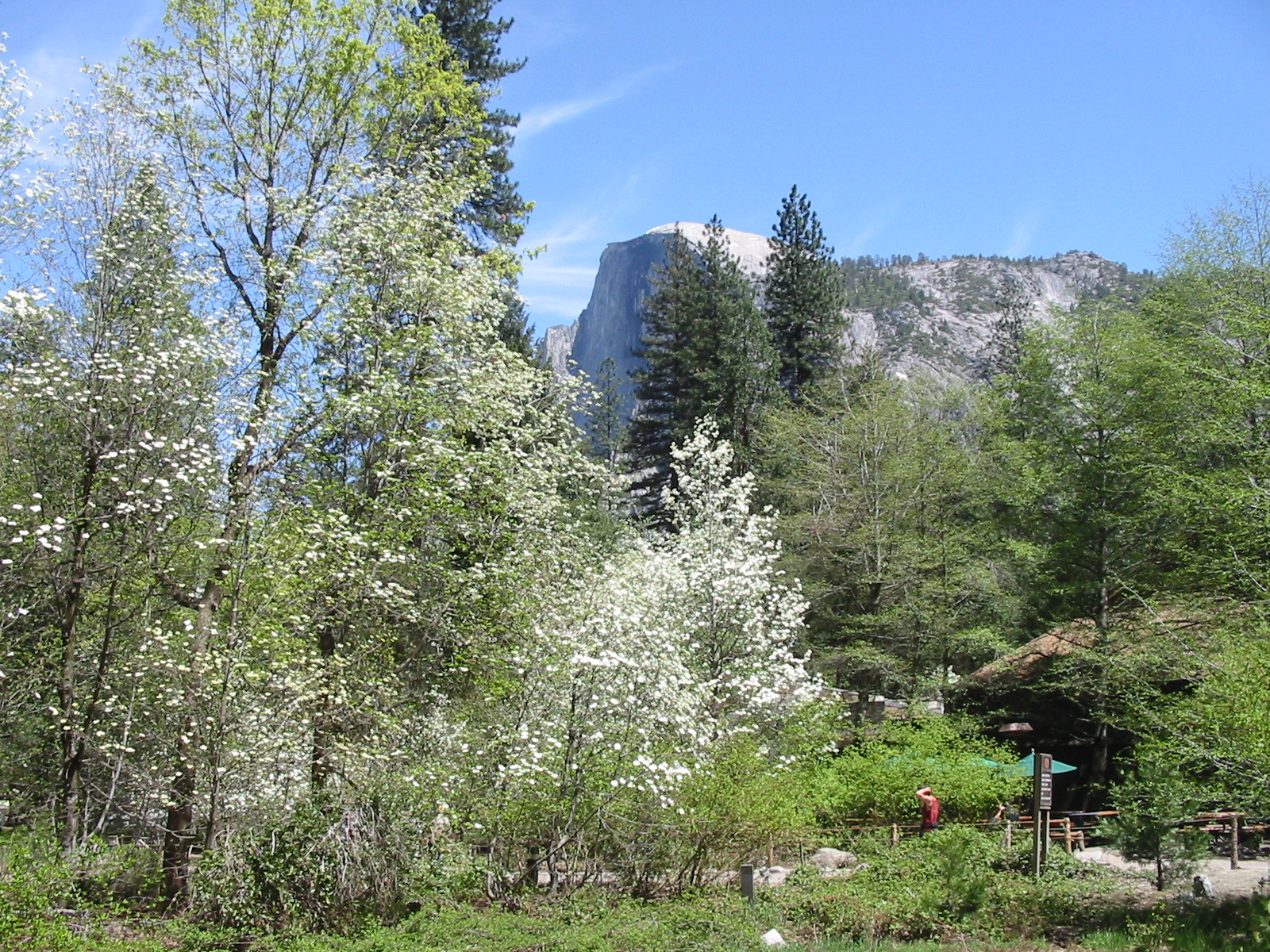 Half Dome with Dogwood