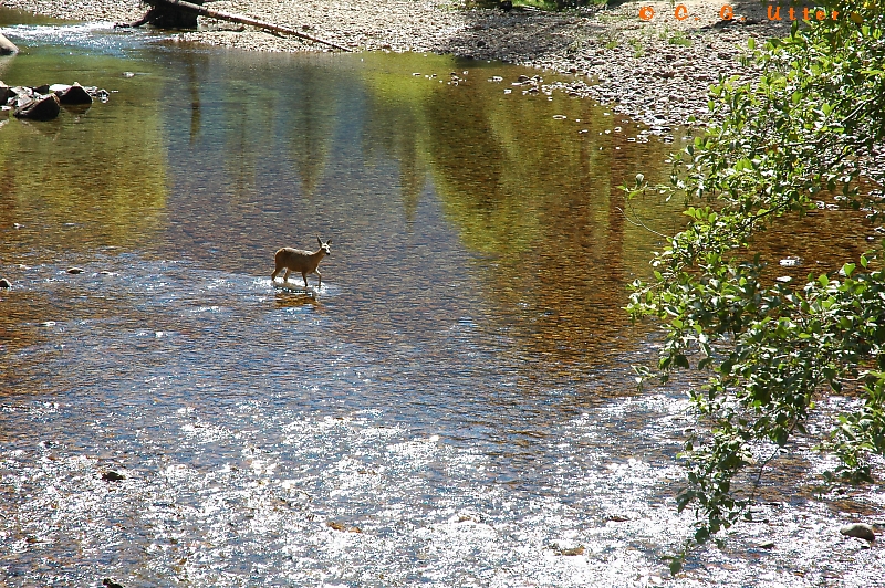 Deer crossing river