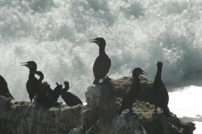 Brant's Cormorants
