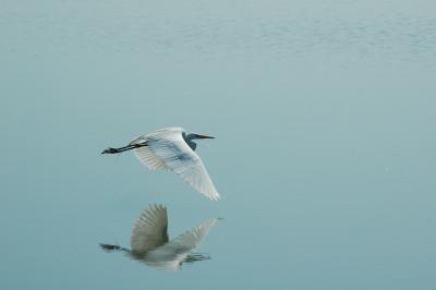 Common Egret