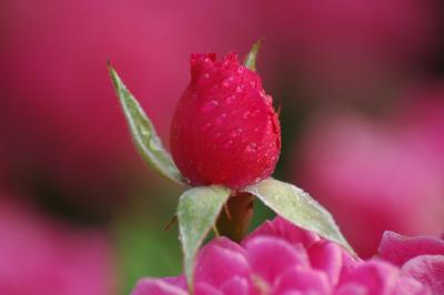 Rose bud