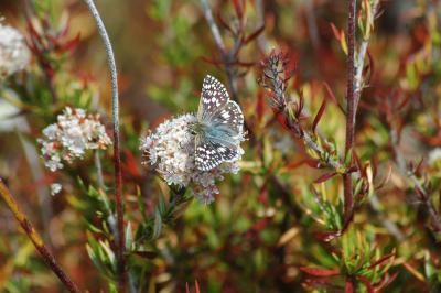 DSC_1186.JPG