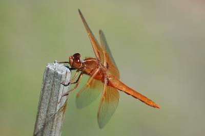 Dragonfly