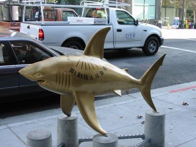 Sundial Shark