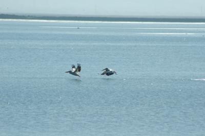Flying Pelicans.jpg