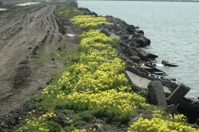 Yellow Spring flowers