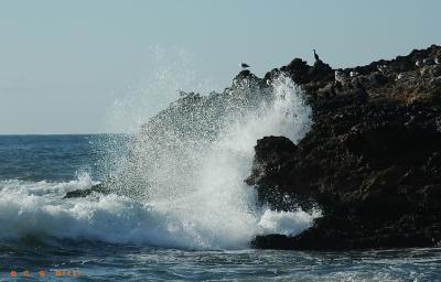 Rocks, birds and wave