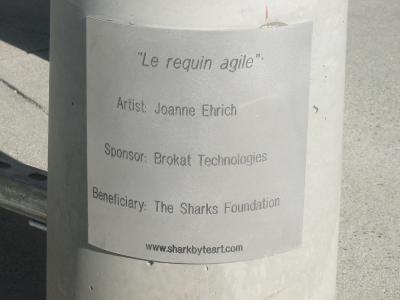 Le requin agile